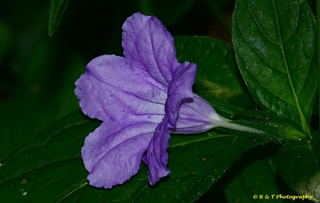 {Ruellia strepens}
